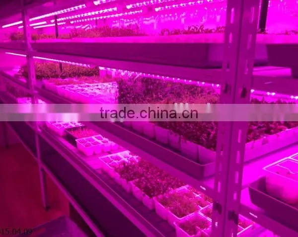 Hot Seller 20w Cheap Indoor Led Grow Lights That Work photo-4