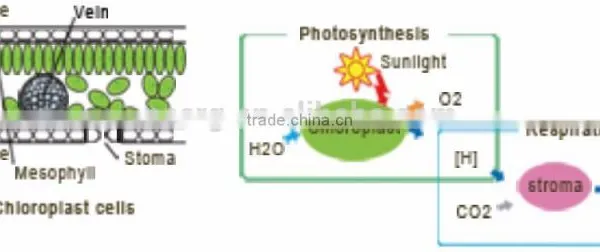 20W Waterproof LED Grow Light photo-3