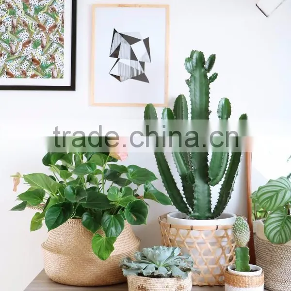 Indoor Plants Basket/Seagrass Storage Basket/Seagrass Belly Basket photo-6