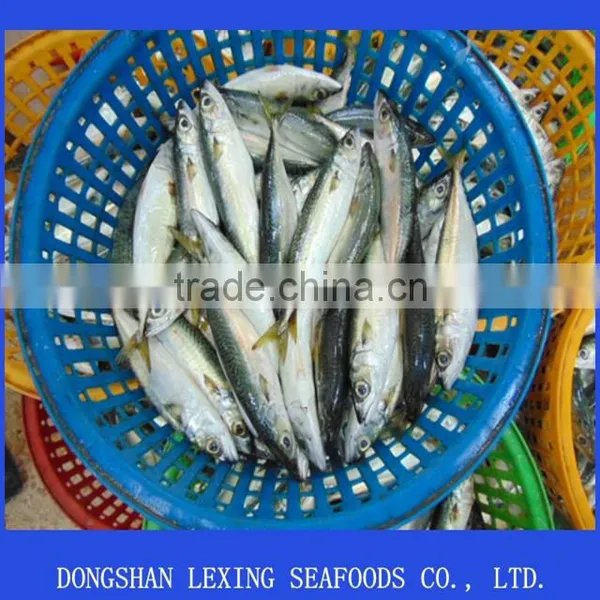 Pacific Mackerel Frozen Fish photo-2