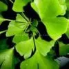 Ginkgo Biloba L