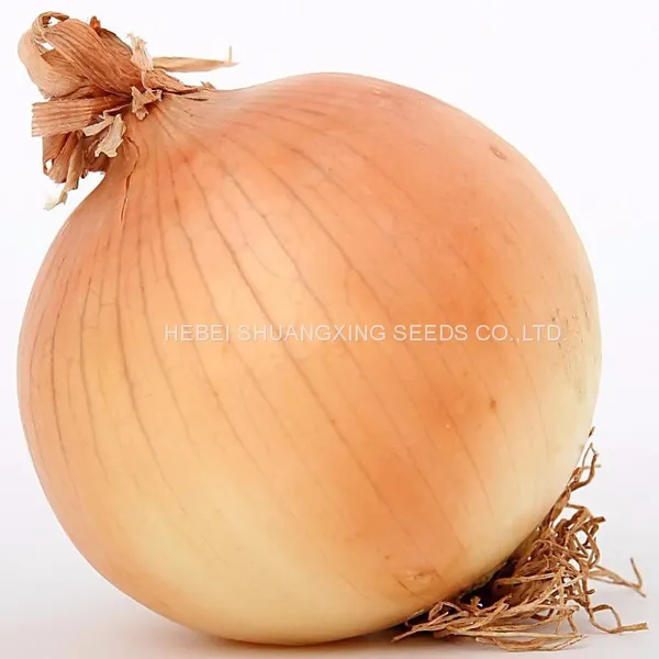 Spanish Sweet Onion Hybrid Onion Seeds for Long-day Area photo-2