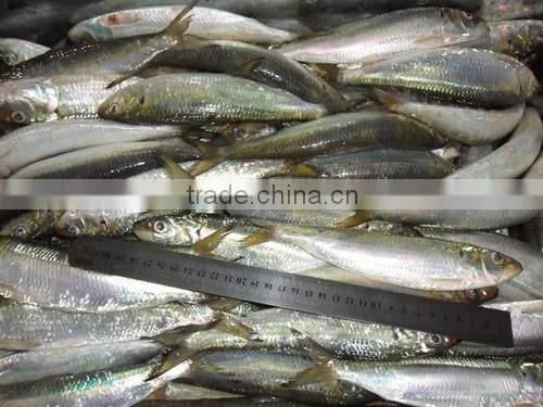 Good Quality Frozen Sardine Seafood Fish 85-90 Pcs photo-3