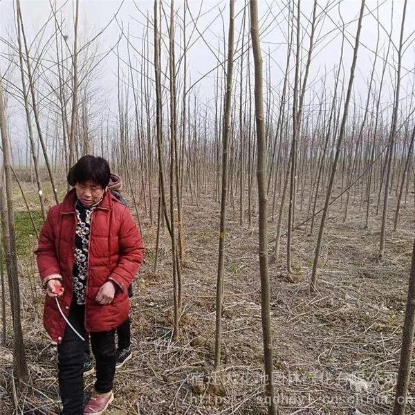 New Price Quotation for Melia Azedarach Trees With a 10 - Centimeter Caliper in Jiangsu in 2020 From the Melia Azedarach Tree Base for Street Trees photo-5