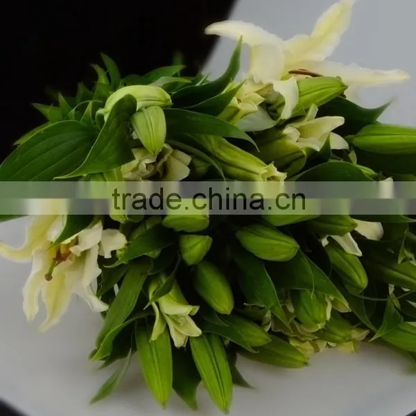 Best Quality Siberia Long Stem White Color Lily photo-4