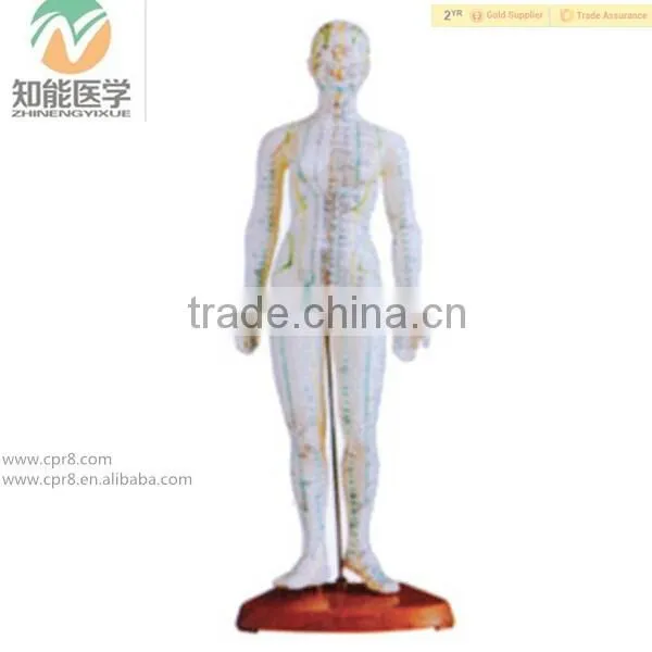 Medical Female Human Body Acupuncture Model (in Chinese) 48CM