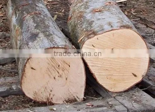 White Birch Logs, Baltic Birch Logs, Log,Latvia Birch Logs for Sale
