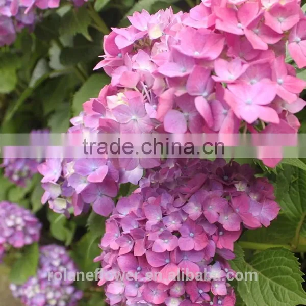 Factory Direct Sale Plasma Cutting Flower Fresh Cut Hydrangea From Yunnan photo-6