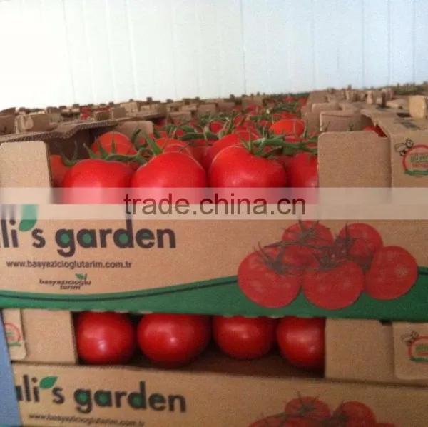 Tomato photo-2