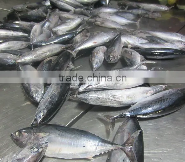 Frozen Bonito Fish