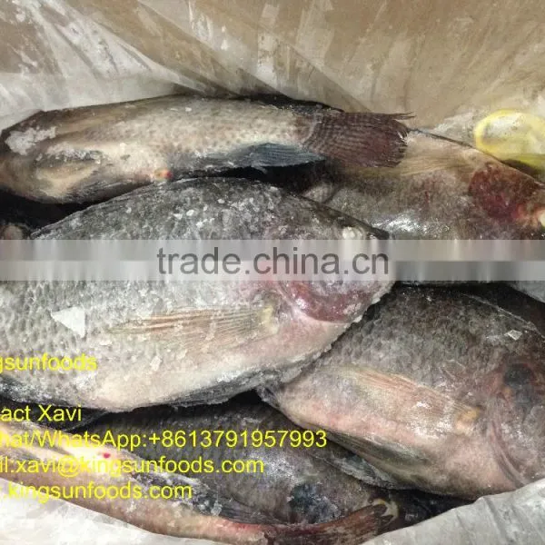 Whole Sale High Quality Frozen Whore Round Tilapia Fish photo-3
