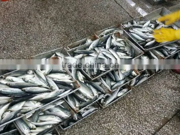 Company Export Fish Horse Mackerel photo-2