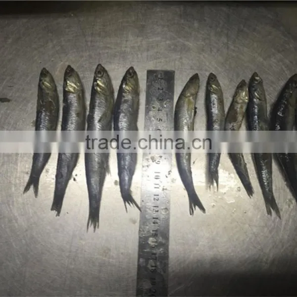 2016 High Quality Sea Frozen Anchovy photo-2
