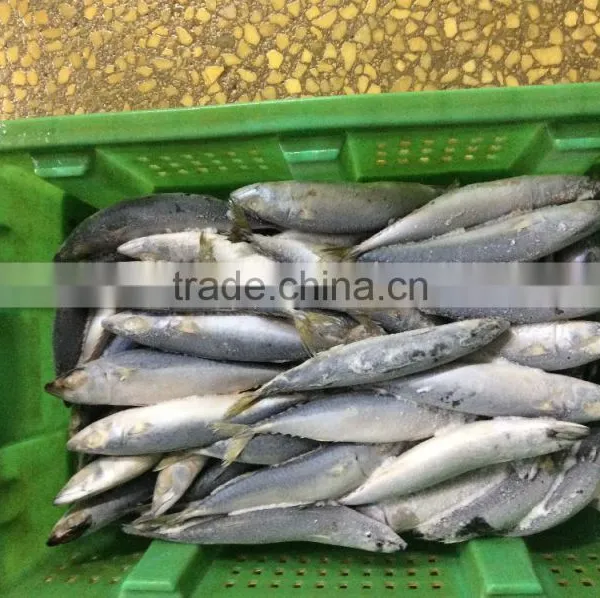 Frozen Mackerel Fish photo-4