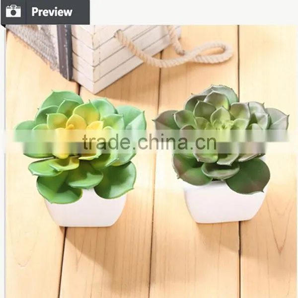 Wholesale China Succulent Plants With Pots photo-5