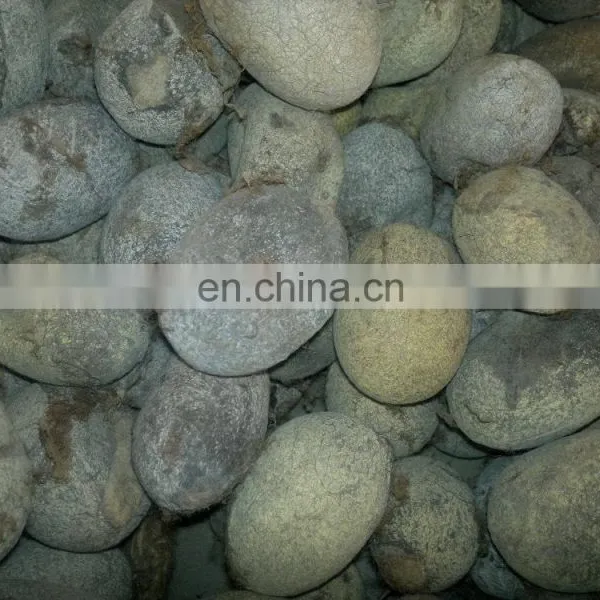 Cocoon photo-2