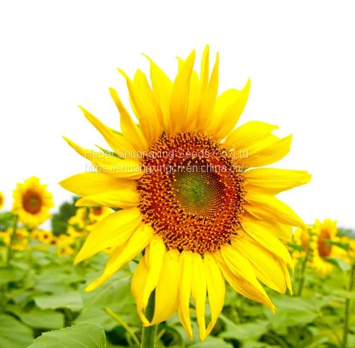 363 Type Hybrid Sunflower Seeds for Planting