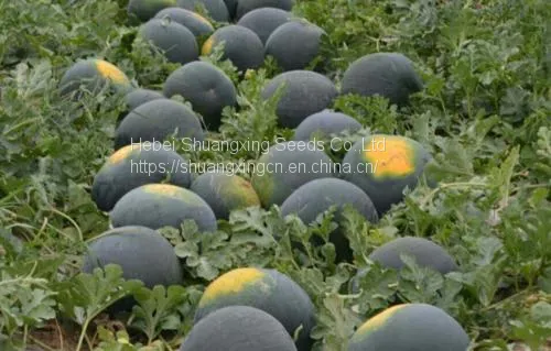Hybrid f1 Black Watermelon Seeds With Red Flesh photo-3