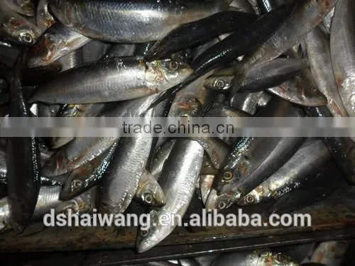 Frozen Sardine Supplier photo-2