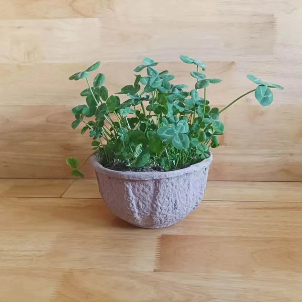 Decorative Tabletop Planter, 300g Load Capacity, 18cm Height, Natural Fiber Composite, Paintable, Compostable, Standard Compliant photo-5