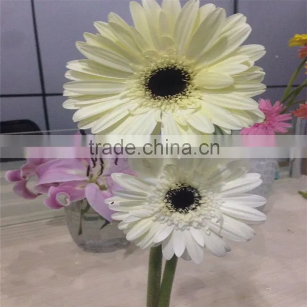 From China Fresh Cut Flower Multicolor Gerbera For Wholesale photo-3