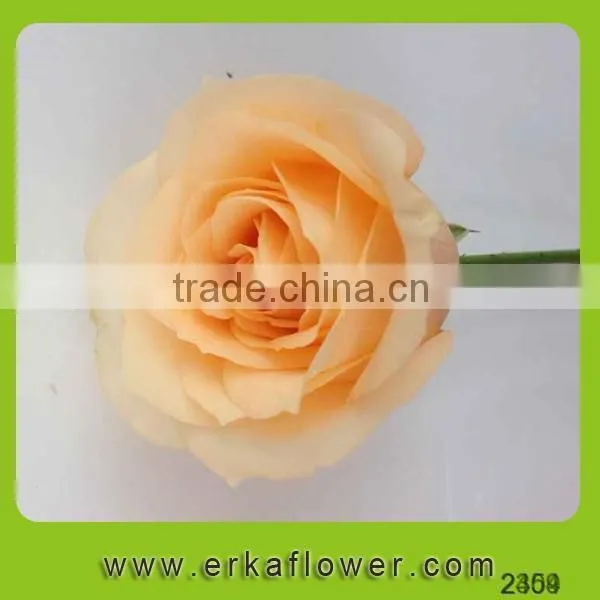 Hot Sale Antirrhinum Rose Seedlings photo-6