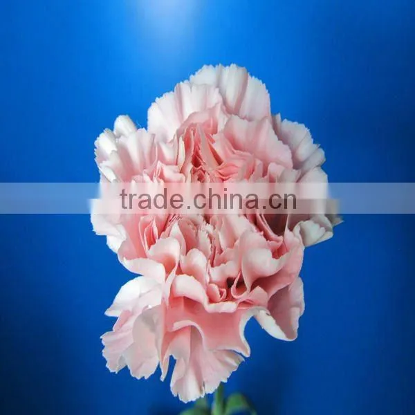 China Supplier Wholesale Fresh Carnations/fresh Carnation Flowers photo-2