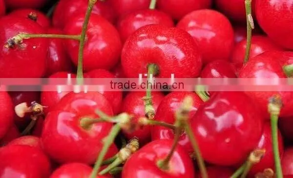 China Paper Bagged Fresh Cherries photo-3
