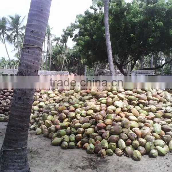 Semi Husked Coconuts From Tamilnadu photo-2