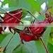 roselle