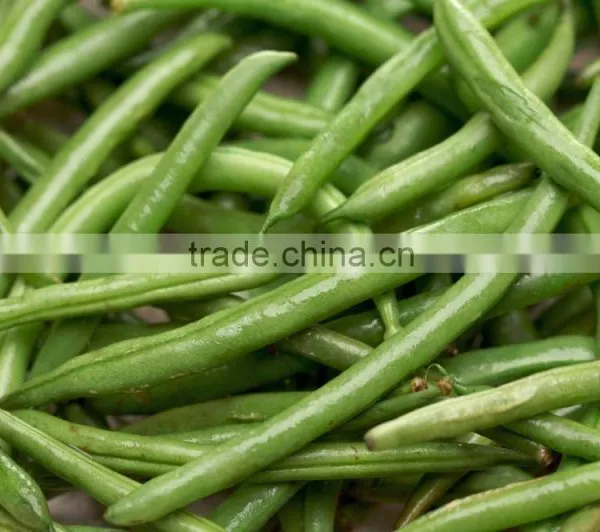 string or snap beans Seeds