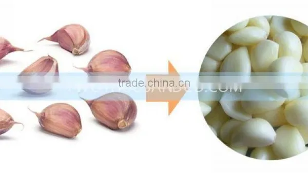 Garlic Dry Peeling Machine, Garlic-Peeling-Machine, Machine for Peeling Garlic With 150 KG/H photo-4