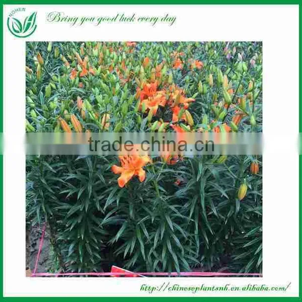 Lily Flowers Fresh Cut Flower photo-4