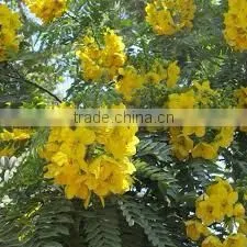 CASSIA OIL photo-5