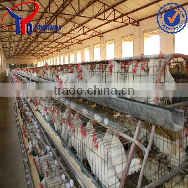 Types of Sheds for Broilers With Floor photo-5