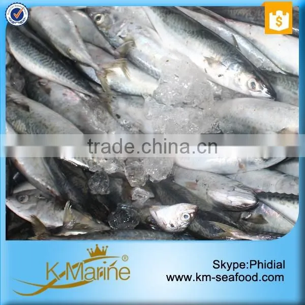 Hot Sale Competitive Prices Land Frozen Mackerel Fish Benefits photo-5