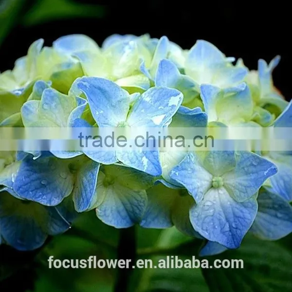 Artificial Yellow Hydrangea Flower Ball For Sale photo-5