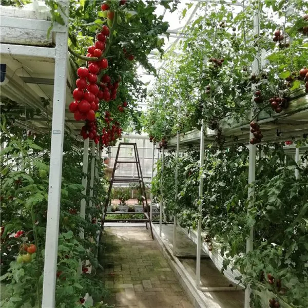 Hydroponic Tomato Cultivation Greenhouse With PC Sheet Covering photo-4