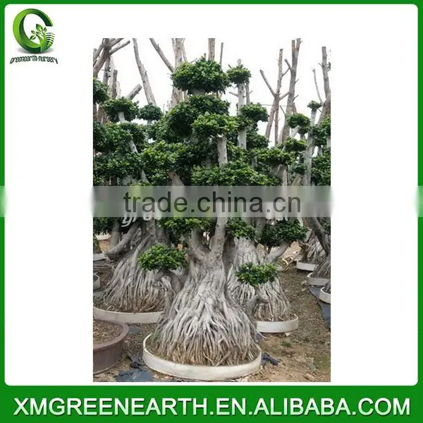 Ficus Microcarpa Multiroots 2m (2) photo-2