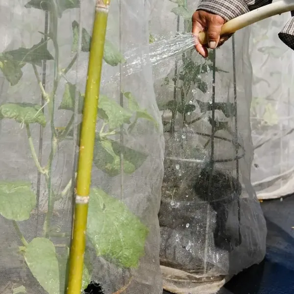 30 40 50 60 Mesh Greenhouse Anti Aphid Netting Customized Size Garden Vegetables Pest Control Screen Insect Screen Barrier Net photo-5