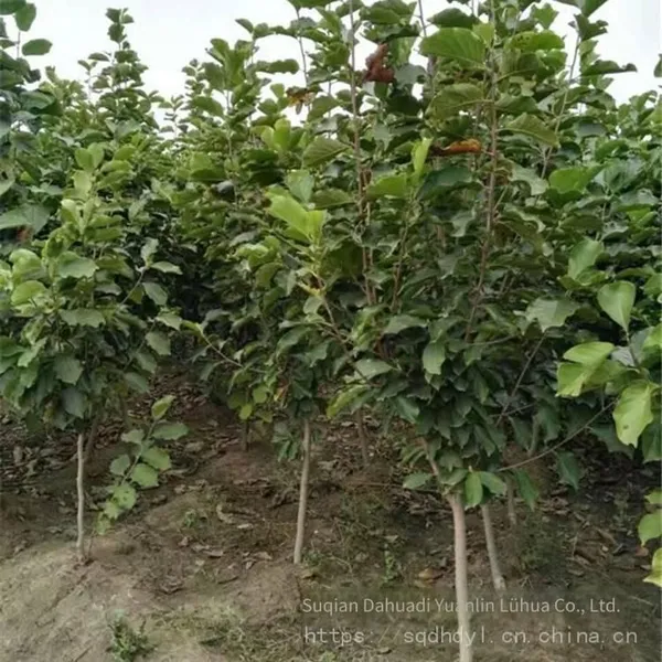 Prices of Magnolia Liliflora With Ground Diameters of 15 Cm, 18 Cm, and 12 cm in 2020. Cheap and Guaranteed Survival Rate. photo-2