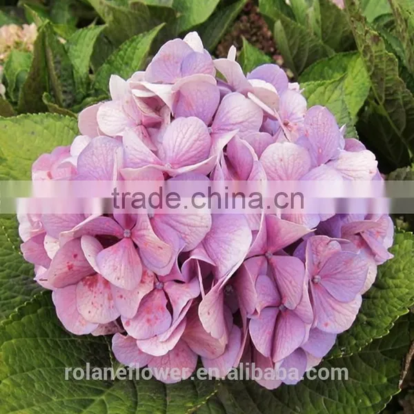 Colorful Hydrangea High Quality Natural White Hydrangea From Yunnan, China photo-2