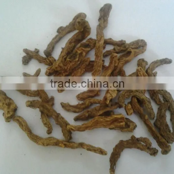 Turmeric Mother Rhizome