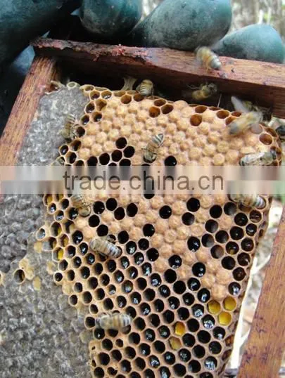 Chinese Green Propolis photo-6