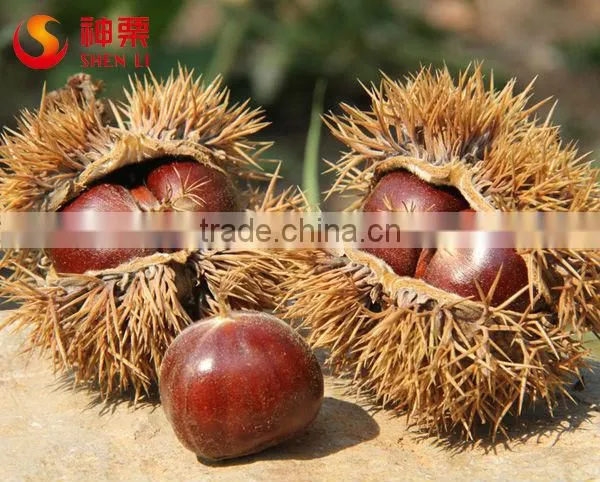 Organic Fresh Chestnuts Wholesale--best Chestnuts in the World photo-2