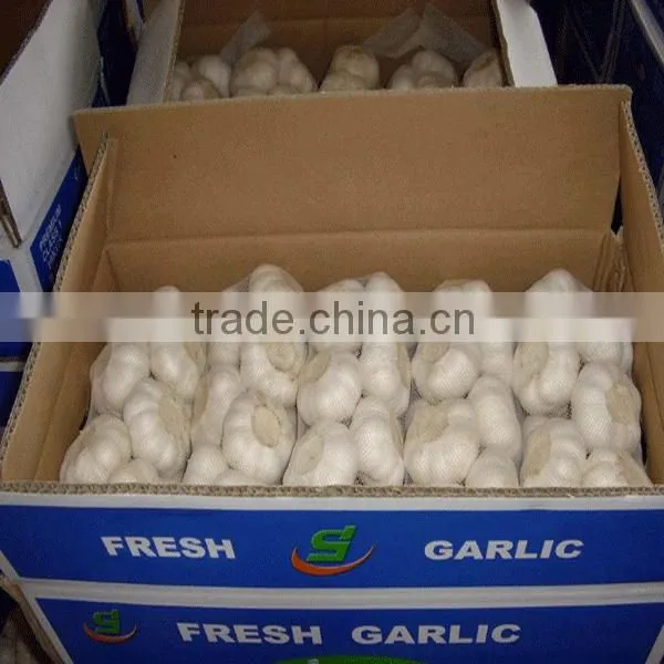 2016 New Fresh White Garlic at Cheap Price photo-3