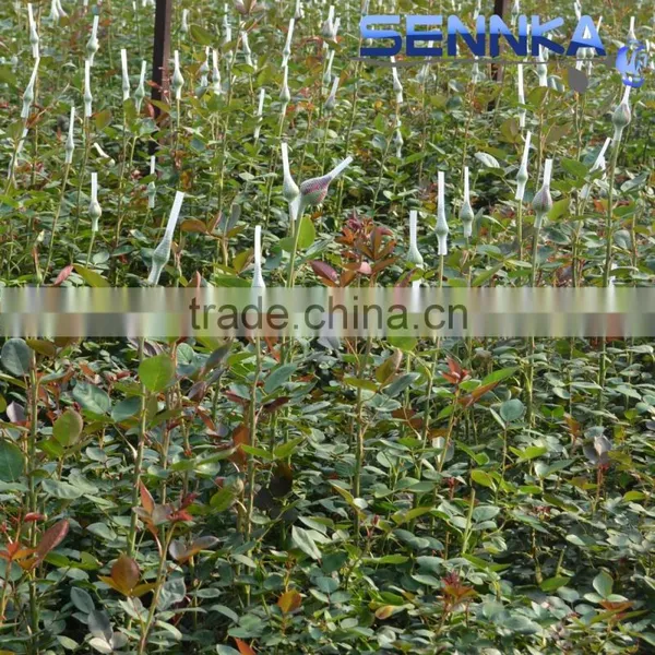 Quality Fresh Cut Flower in China /design Roses/jasmine/decorative Natural Flowers photo-5