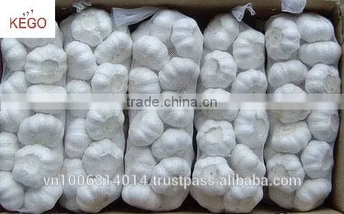 Fresh White Garlic Crop 2016 photo-6