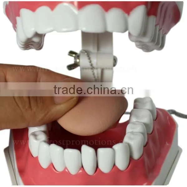 Handmade Plastic Dental Jaws Human Teeth Model photo-3