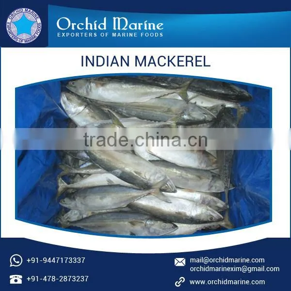 Low Price Whole Indian Mackerel Frozen Fish for Various Food Dishes photo-2